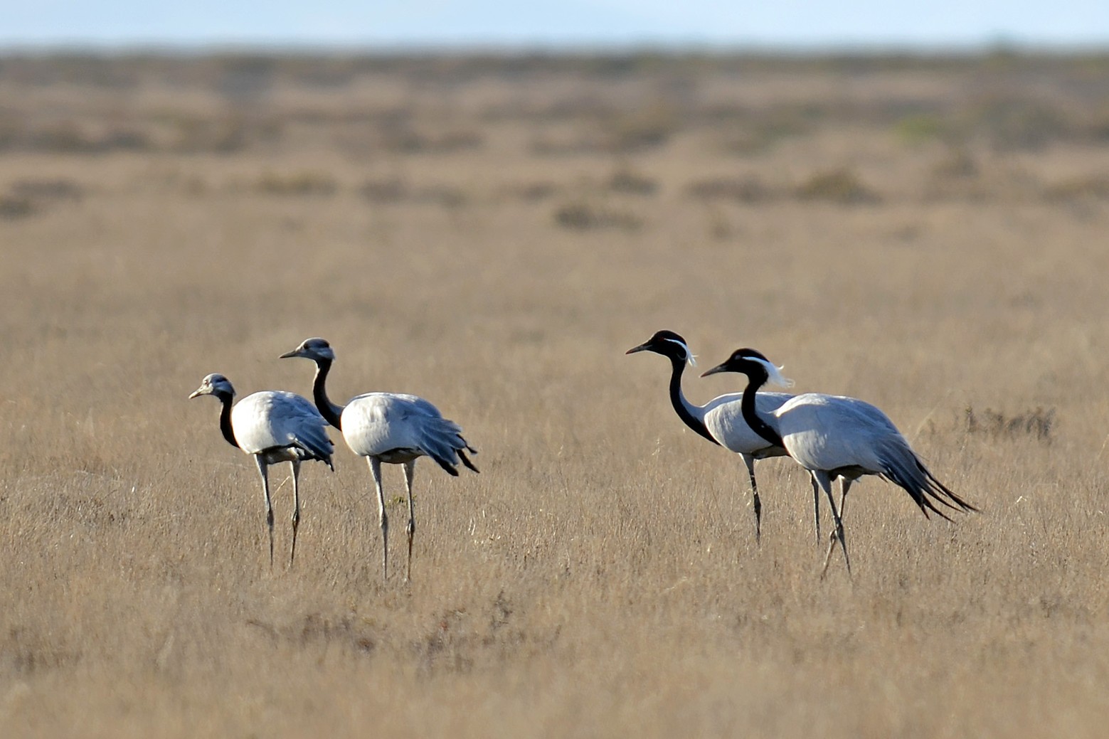 Comprehensive Baseline Environmental Studies Completed at the Besshoky Project